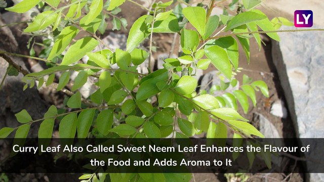 Ways To Use Curry Leaves Or Kadi Patta To Lose Weight