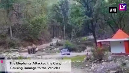 Uttarakhand: Herd of Elephants Attack Cars on the National Highway in Ramnagar