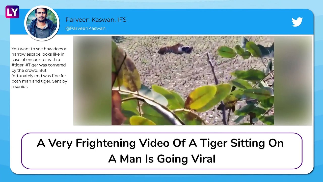 Man Plays Dead To Escape From The Paws Of A Tiger In A Spine-Chilling Video From Maharashtra