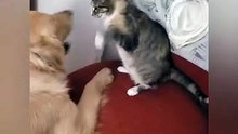 Rocco y Antonia