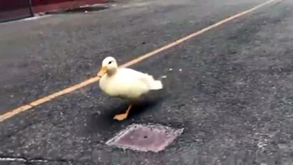 SHORT MEME VIDEOS RANDOM SHITPOST PART 9