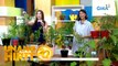 Unang Hirit: UH Plantitas: Edible herbs and plants na puwede sa paso!