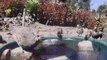 Quail Family Visits Mini Fountain on Hot Summer Day