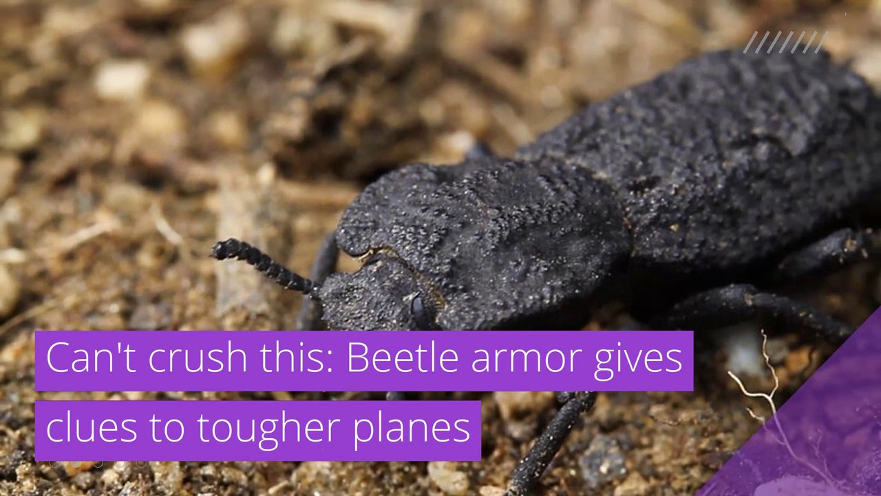 Can't crush this: Beetle armor gives clues to tougher planes, and other top stories in strange news from October 28, 2020.