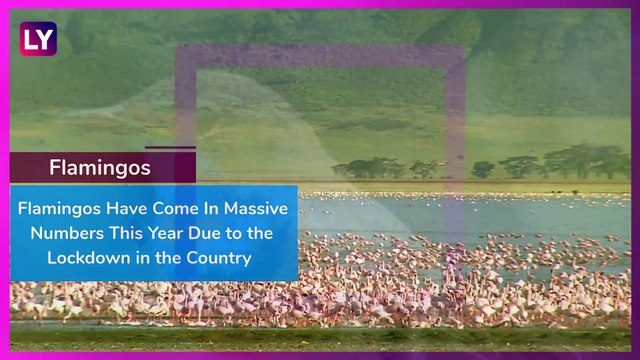 World Migratory Bird Day 2020: Six Birds That Migrate to India In Winter