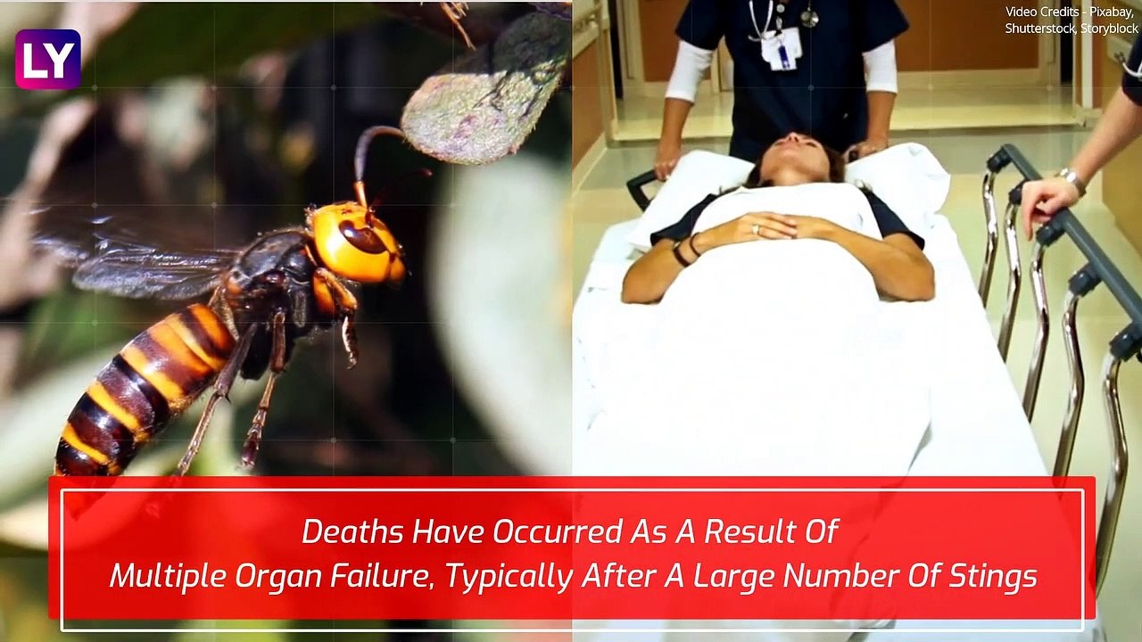 Did You Get Stung By An Asian Giant Murder Hornet? Here Are Steps to Care For The Deadly Sting