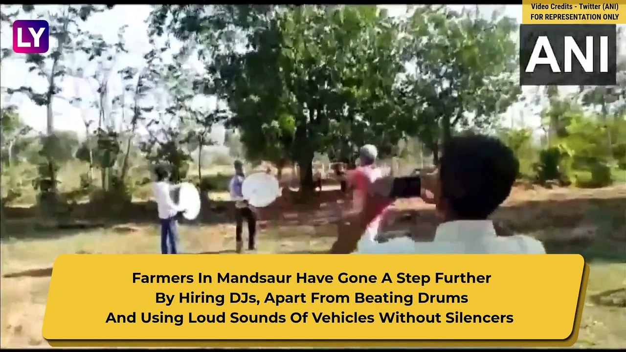 Locust Swarms Enter Maharashtra, Delhi On Alert While UP Govt Deals With Tiddi Dal Attack In Jhansi