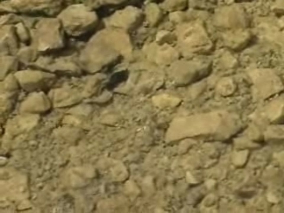 A Snail's Pace