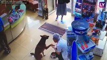Injured Dog Enters Pharmacy To Ask For Help in Istanbul And Help is Given: Watch The Uplifting Video