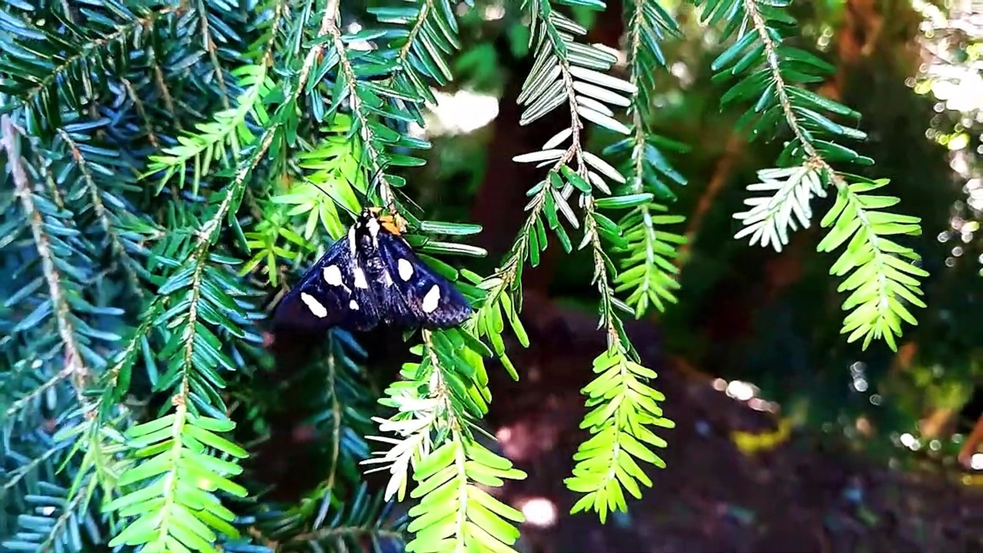 Eight Spotted Forester Moth