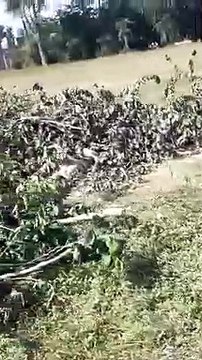 शाजापुर: महूपुरा में फिर भूमाफिया सक्रिय हरे-भरे वृक्षों की कटाई कर दोर चालू