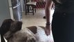 Dog Demands Belly Rubs From Owner