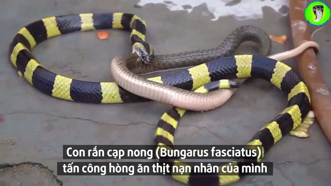 Bị cạp nong cực độc tấn công, rắn nước quyết tâm chống trả đến cùng