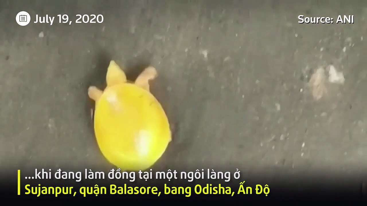 Phát hiện rùa vàng cực hiếm ở Ấn Độ