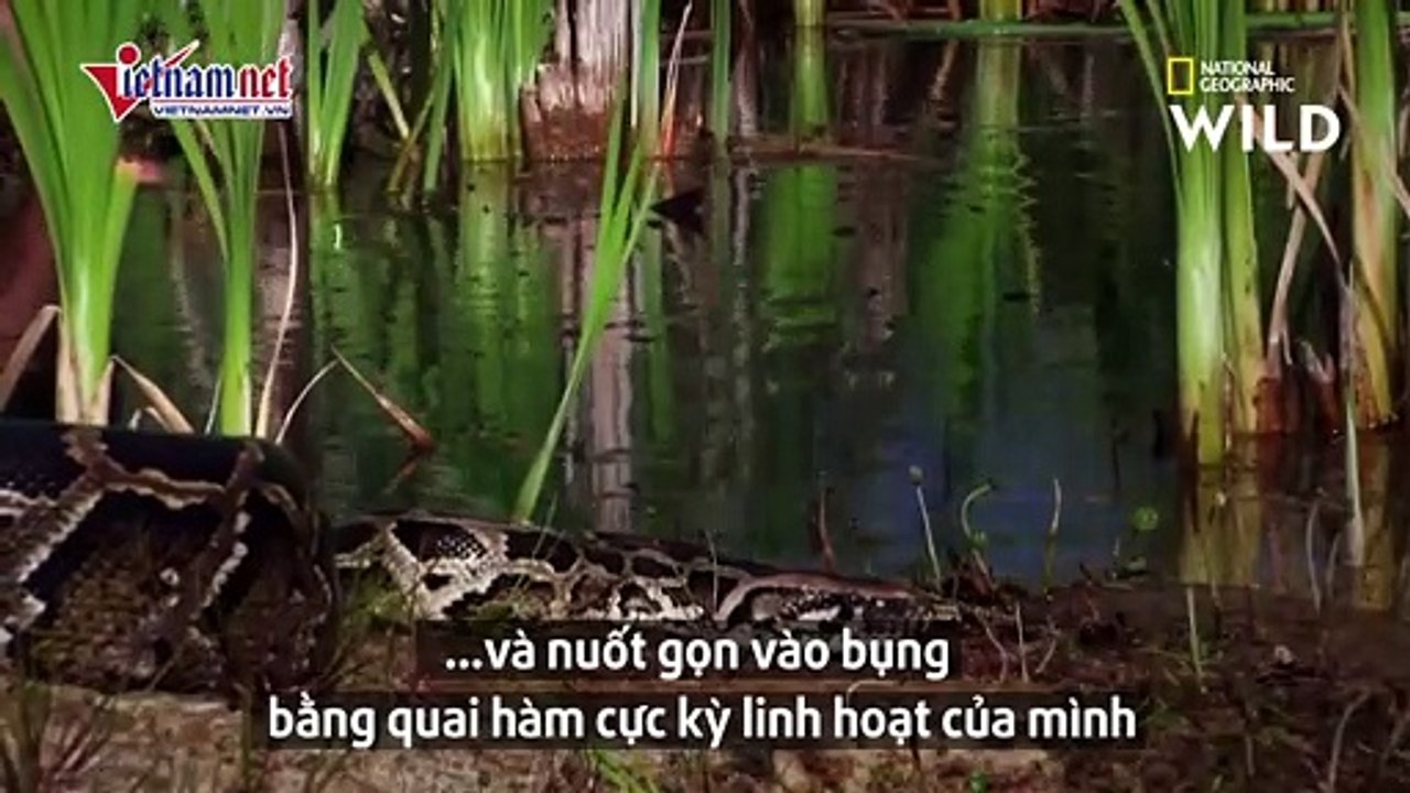 Trăn khổng lồ bất lực để cá sấu cắn thủng bụng