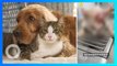Kucing hamil disiram air mendidih, media China serukan hukum terhadap kekerasan hewan - TomoNews