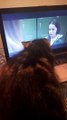 Kitten watches horror movie