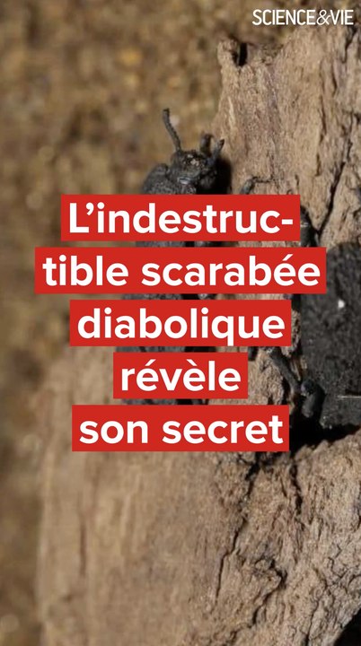 L'indestructible scarabée diabolique révèle son secret