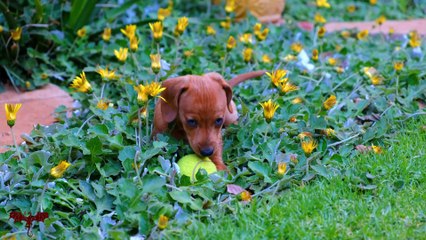 Guided Meditation Imagining Your Inner Land   - M & L The Mind & Soul