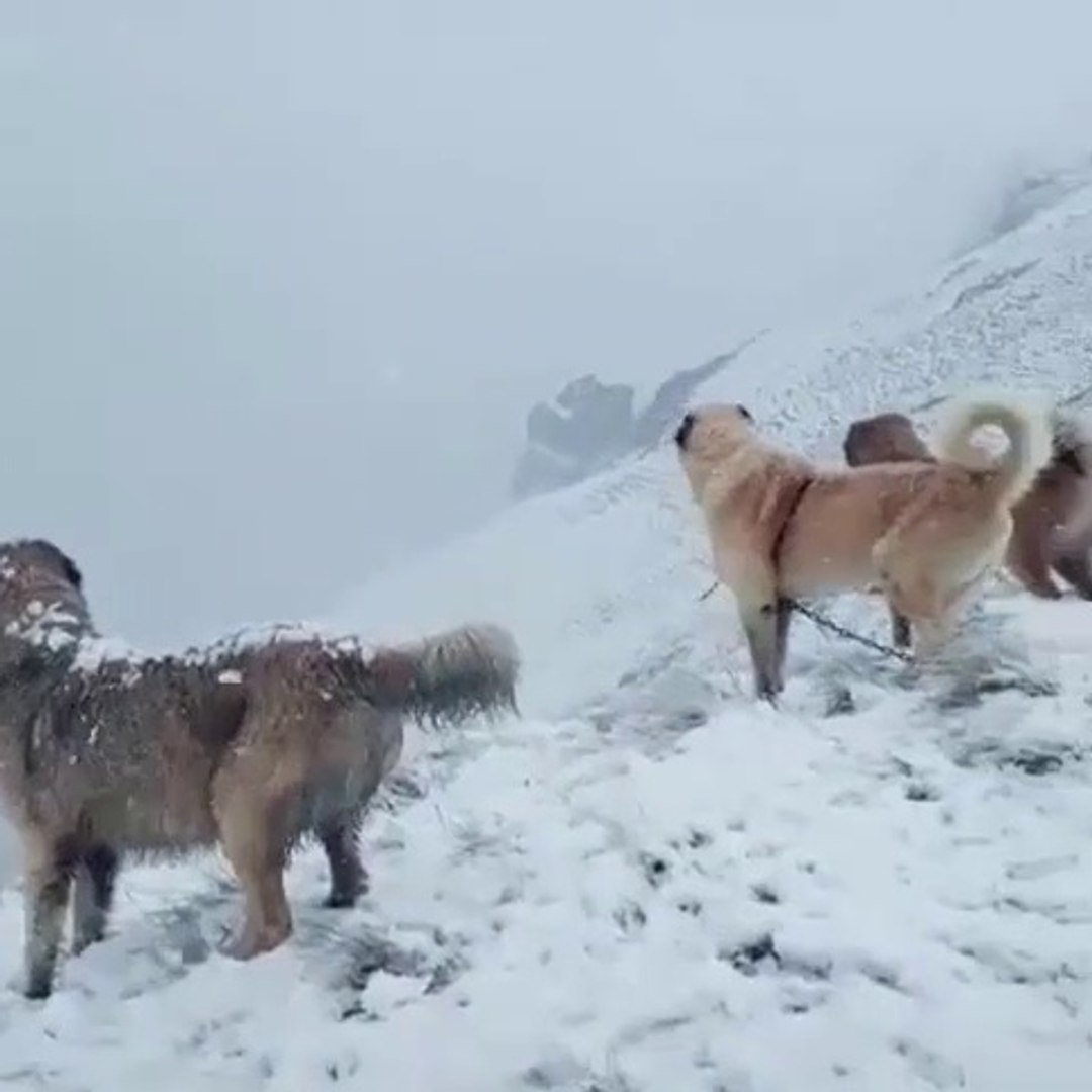 KANGAL KOPEKLERi COBAN KOPEKLERi KARDA GOREV - KANGAL DOG and SHEPHERD DOG MiSSiON at SNOW