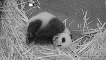 لقطات فريدة لصغير الباندا في حديقة واشنطن للحيوانات