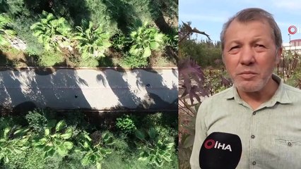 Rengi ve Görüntüsüyle Cezbeden Bu Bitkiler Zehirliyor