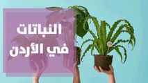 النباتات التي تنمو في الأردن بشكل طبيعي مع المهندس الزراعية أمل القيمري
