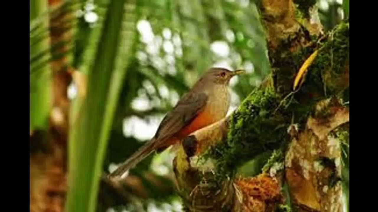 Canto do pássaro Sabiá laranjeira