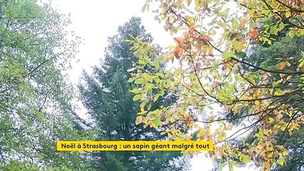 À Strasbourg, un sapin de Noël géant malgré tout