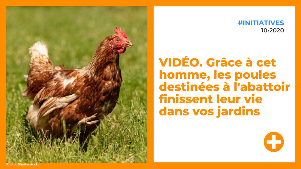 VIDÉO. Grâce à cet homme, les poules destinées à l'abattoir finissent leur vie dans vos jardins