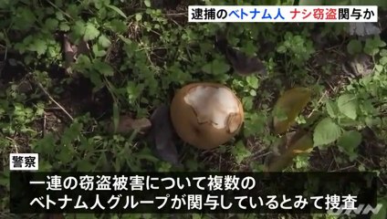 入管法違反で逮捕のベトナム人　ナシの窃盗にも関与か