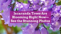 Jacaranda Trees Are Blooming Right Now—See the Stunning Photos