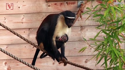 This Rare Monkey Was Born in the UK