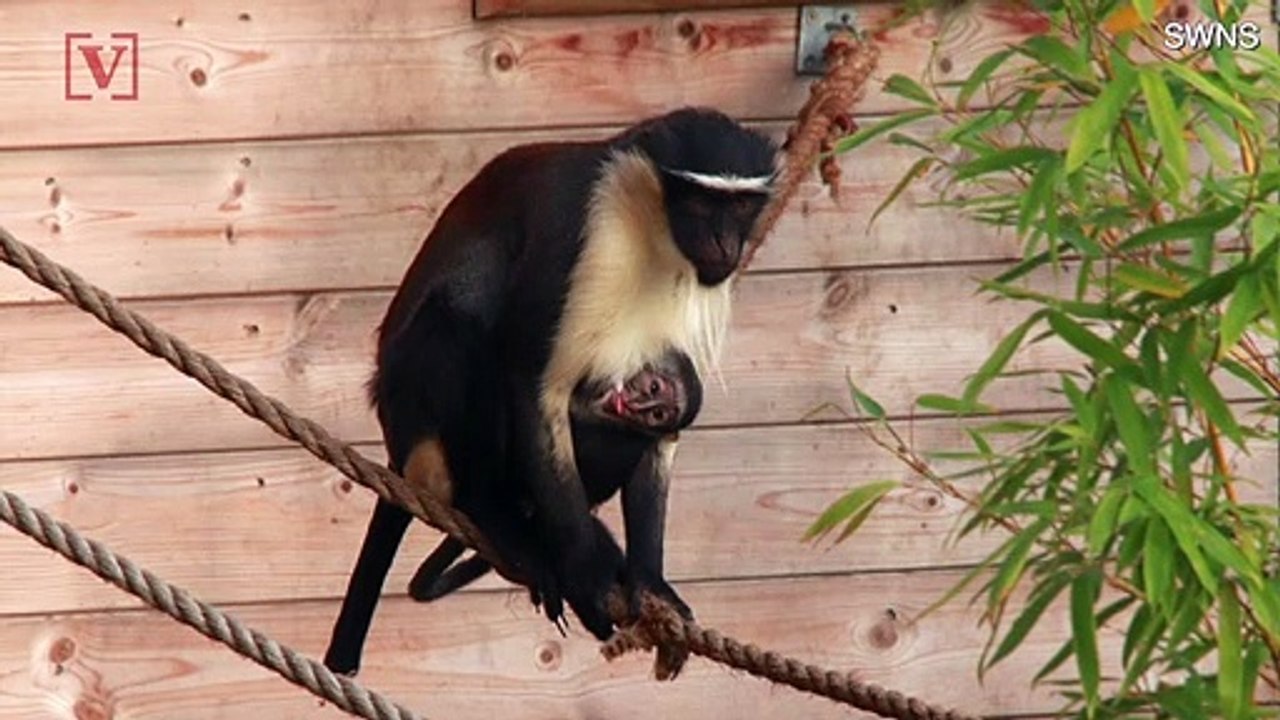 This Rare Monkey Was Born in the UK