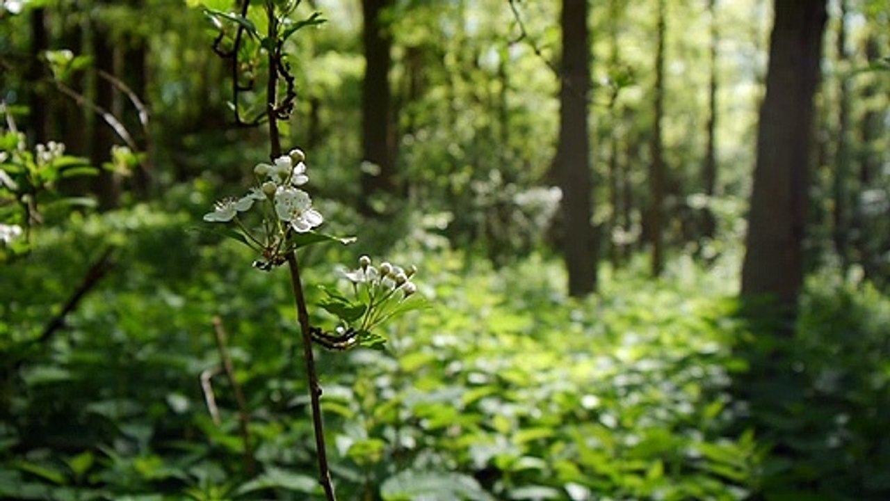 Nature sounds Meditation forest sounds of birds singing relaxation - 4 minutes
