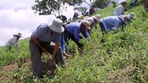 Cocaleros bolivianos anti-Evo quieren dialogar con su delfín Arce