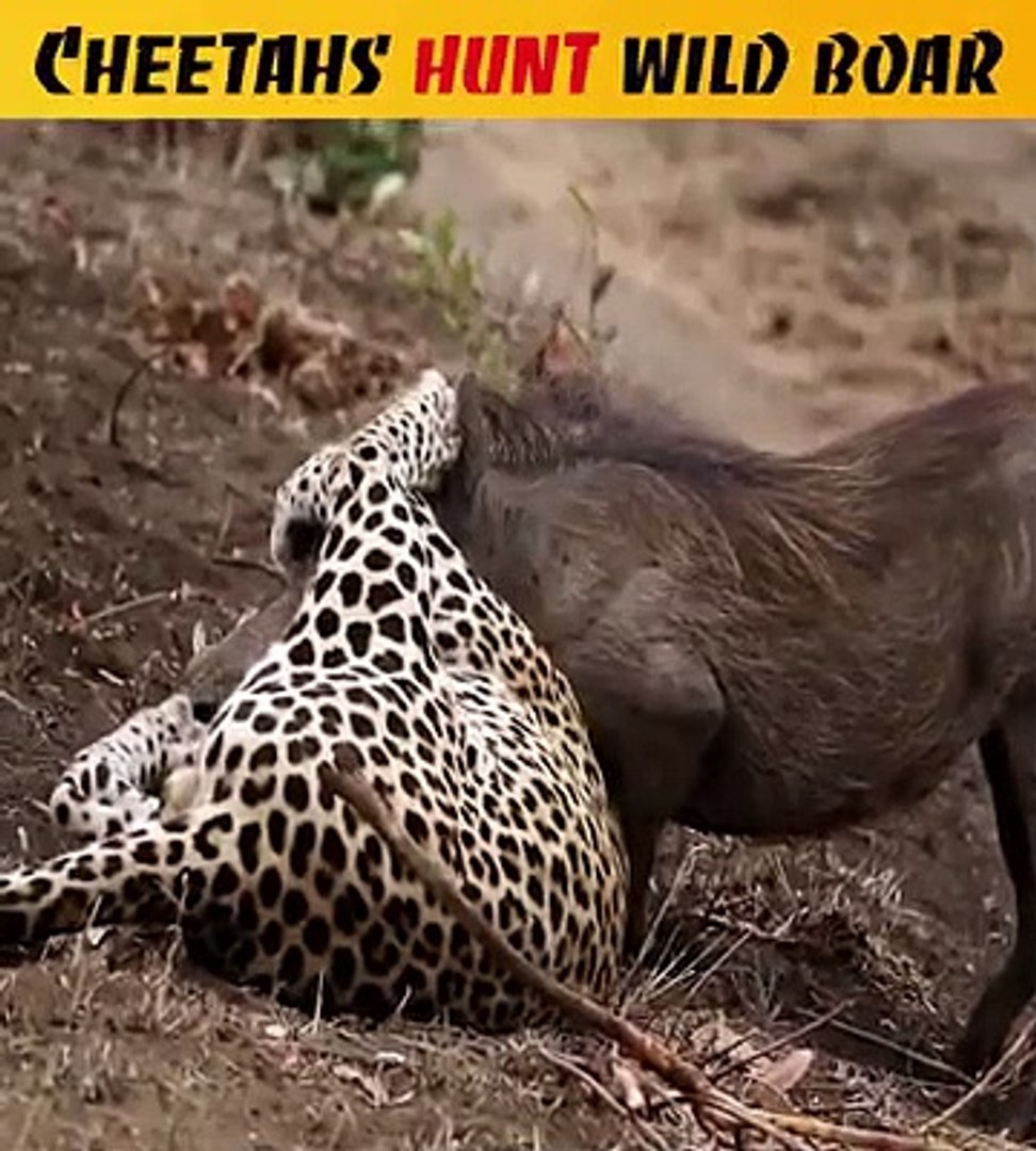 Cheetah hunt wild Roar