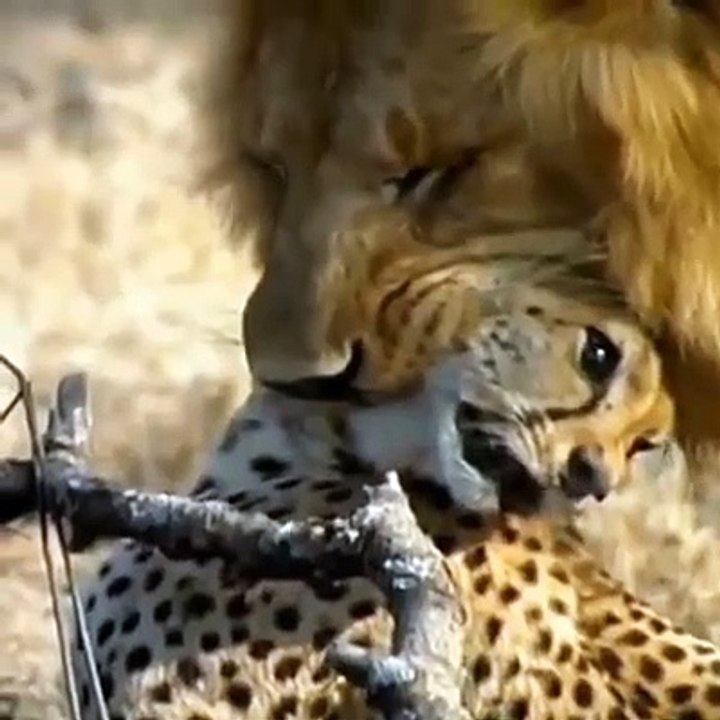 Lion and cheetah vedioes