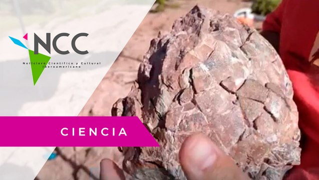 En Es­pa­ña en­cuen­tran 20 hue­vos de di­no­sau­rio en per­fec­to es­ta­do de con­ser­va­ción