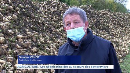 AGRICULTURE / Les néonicotinoïdes au secours des betteraviers