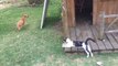 Cat Plays With Dog And Chases Them