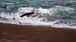 Cette otarie échappe de justesse à une orque en chasse