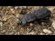 Meet the diabolical ironclad beetle which can survive being run