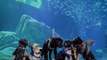 Puppies Dressed as Sharks Celebrate Georgia Aquarium’s Newest Exhibit
