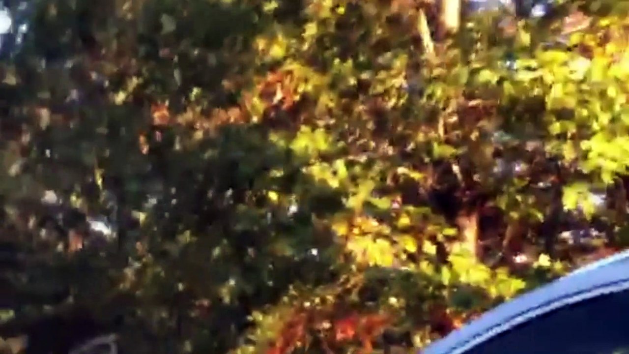 Black Bears Visit Vacationer's Vehicles