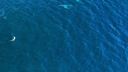 Sea Living Views Underwater camera 4k Videos