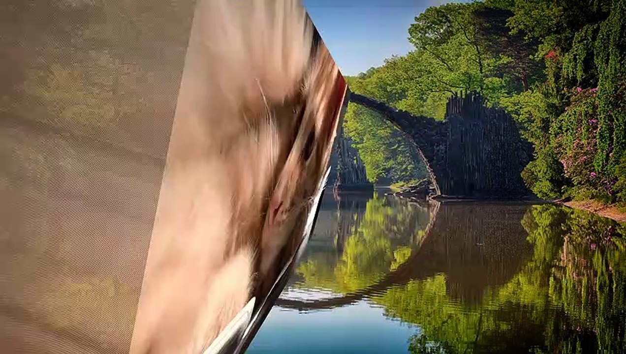 Cats dogs and fish in 3D l Special effects l Pets and animals