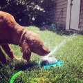 Funny Golden Retriever Reacts to Dog Water Fountain