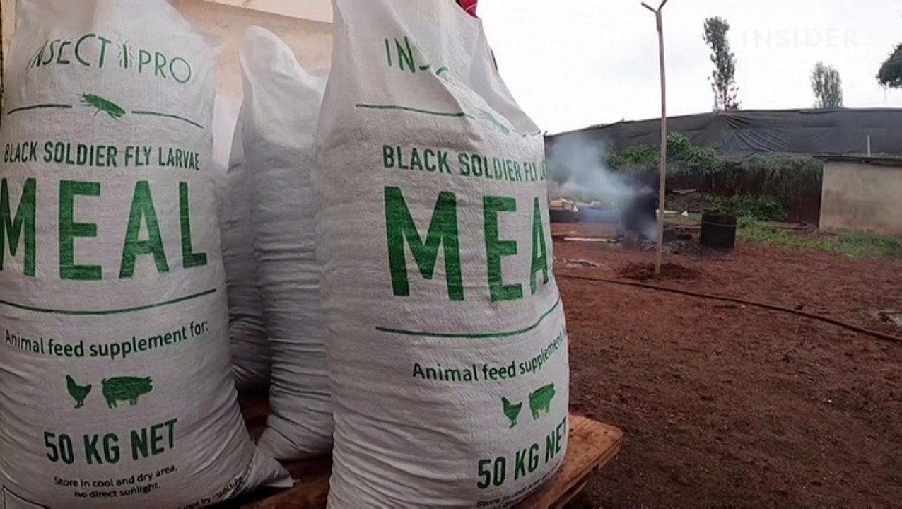 Fly larvae eat food waste and can be turned into animal feed — and it's a trend that's catching on around the world