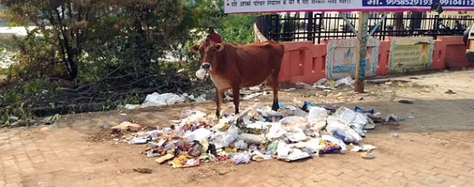 पॉलिथीन खाने को मजबूर आवारा गोवंश